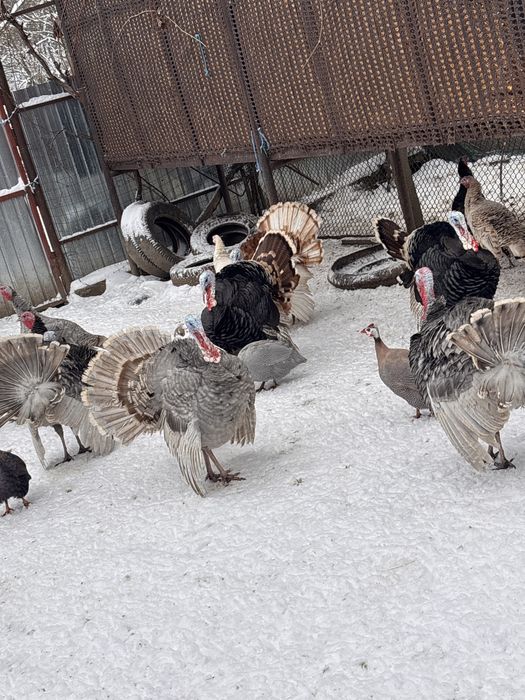 Curcani de casa tineri