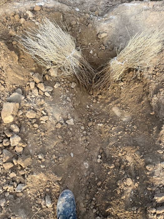 Сексеуил саксаул