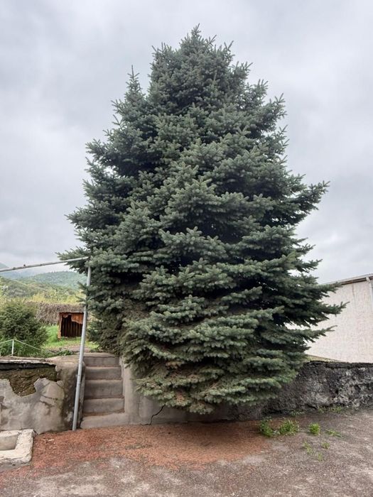 Распродажа разных елок