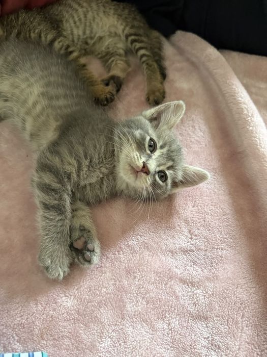 Красивые котята. Бесплатно