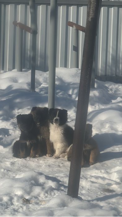 В самые добрые руки!