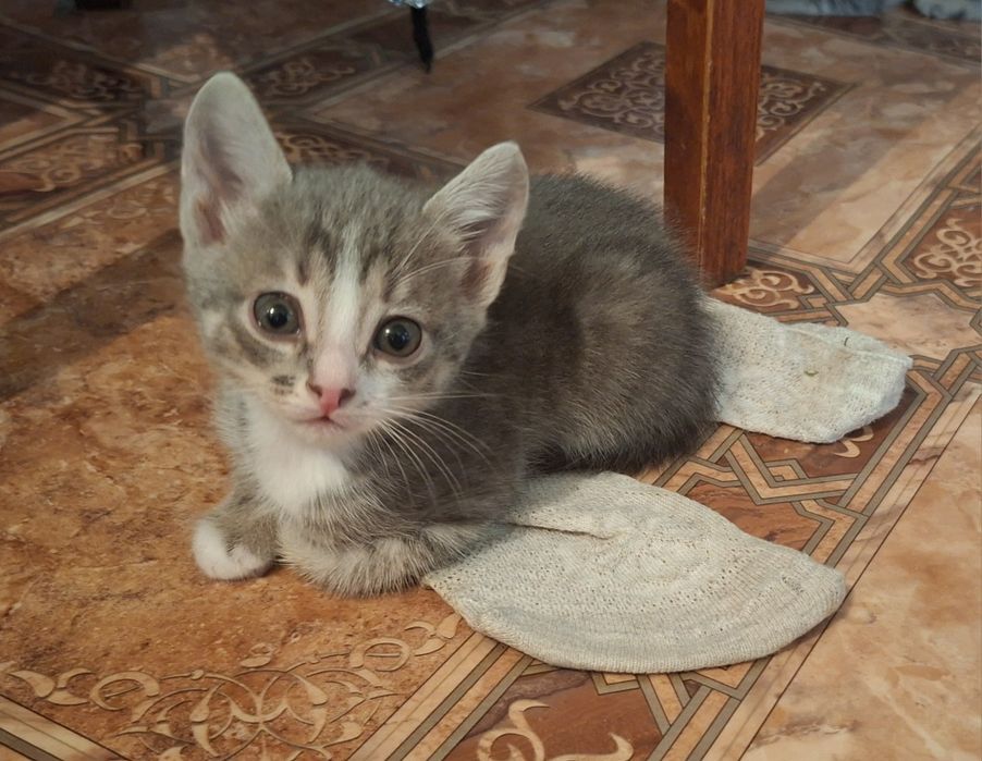 Котенок домашний бесплатно