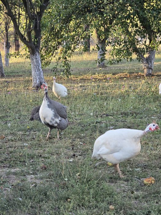 cocosi Australorp,Levenker si bibilici