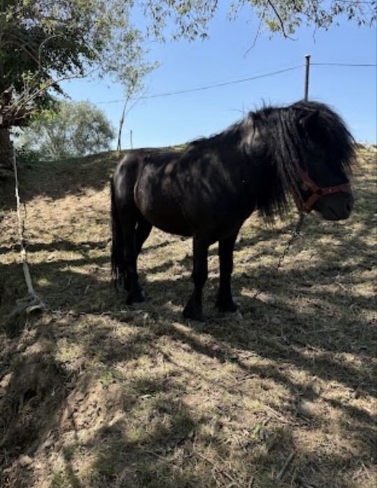 Ponei de vanzare