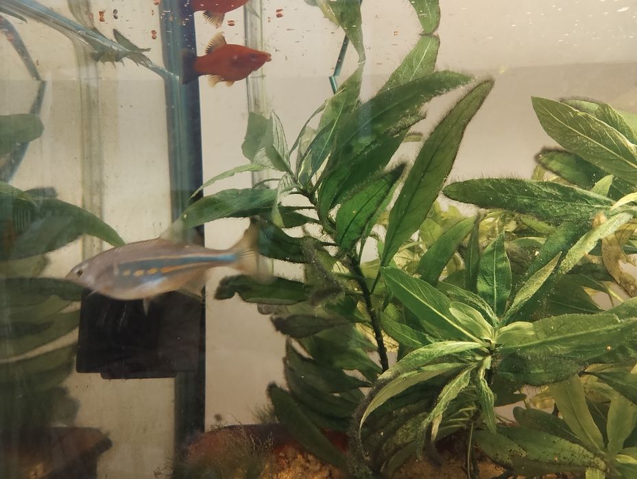 Декоративни рибки