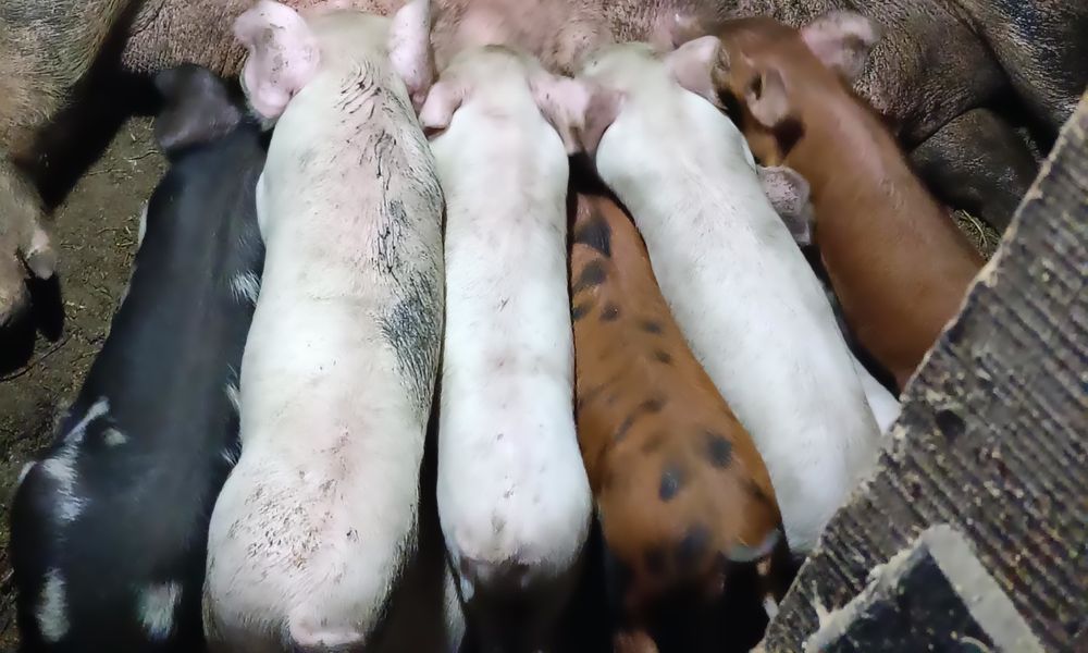 Продам свиней паросят