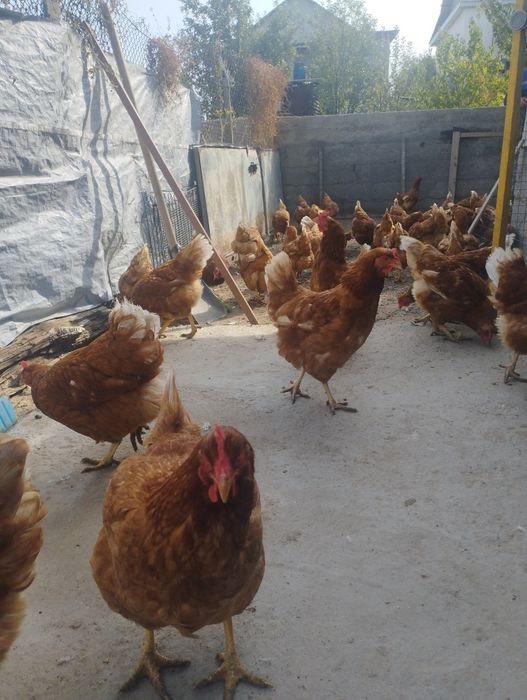 Продам куры домашние