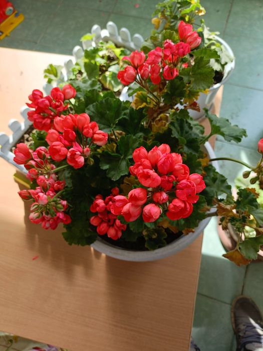 Комнатные домашние цветы