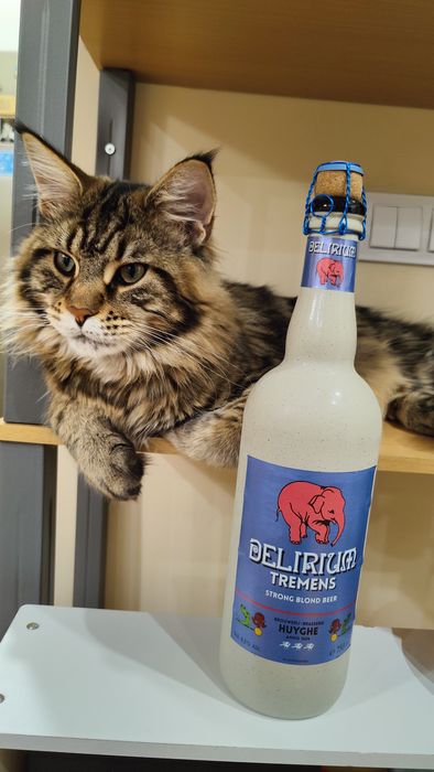 Продавам Мейн Куун на 2 години