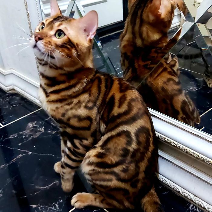 Узорчатые Бенгальские "котята".