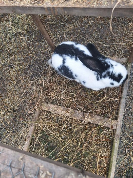 Vand 4 iepuroi 150 lei buc