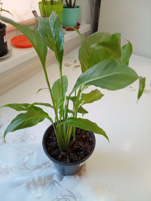 Комнатные цветы "женское счастье"