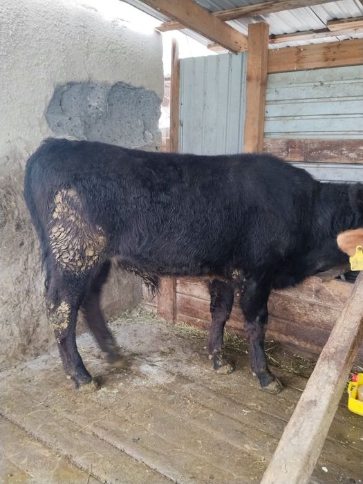 Бычки в хорошем состоянии