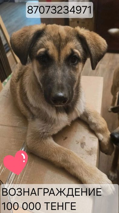 Потерялся щенок девочка