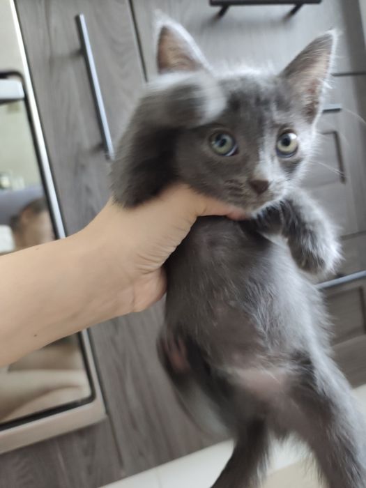 Котенок девочка в добрые руки