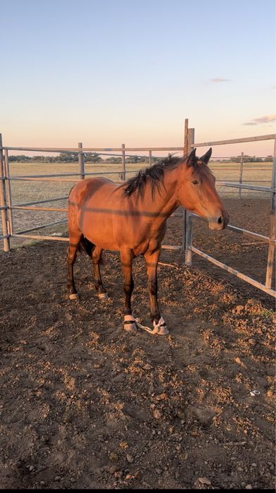 Мұғалжар МЗ айғыр құнан