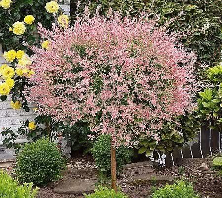 Японска върба (salix hakuro-nishiki)