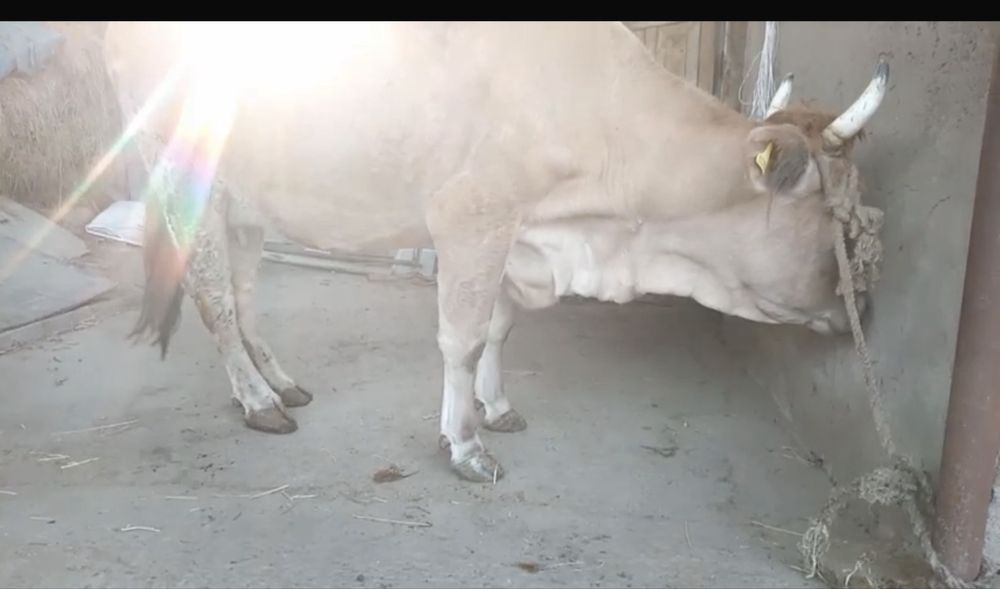 Продам дойную корову