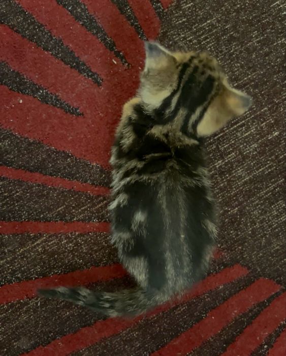 Породистые котята