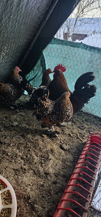 Ouă ptr incubat mii de flori