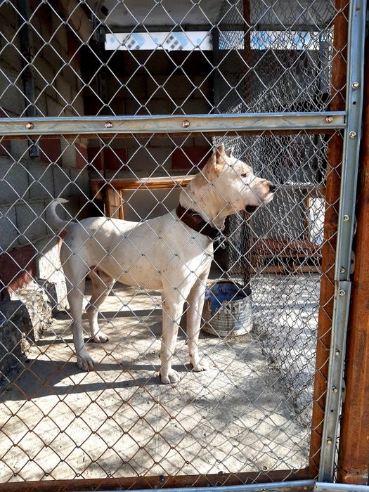 Стаффордширский терьер  вязка