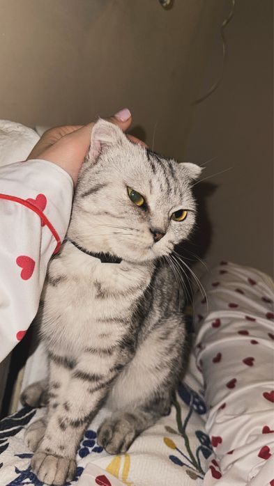 Кошка таза мысык