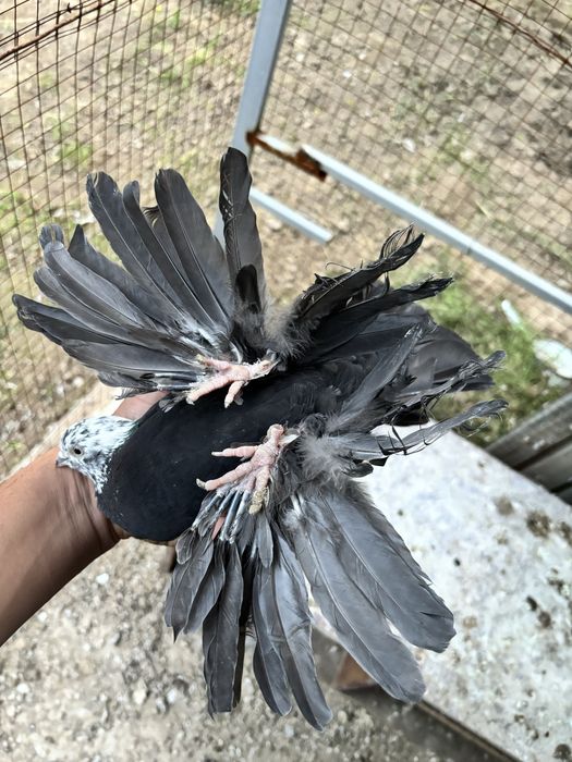 Голуби пара гульсар