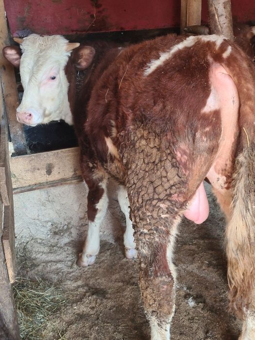 Un tauras 10 luni frumos mâncăcios baltat din vaca foarte mare