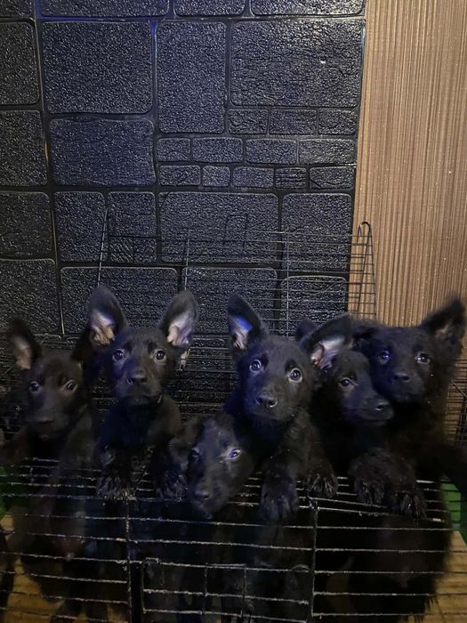 Черна немска овчарка