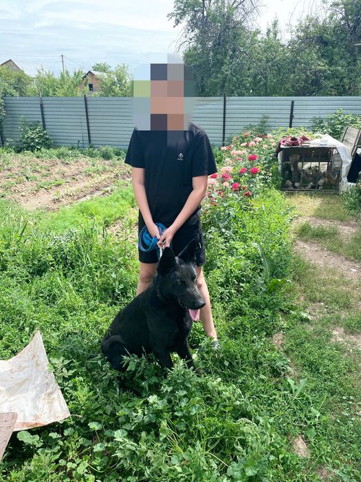 Вео ищеть себе невесту! НЕ ПРОДАЮ