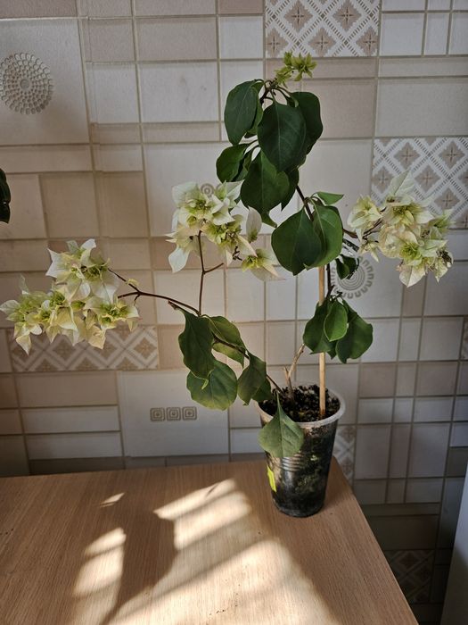 Комнатные цветы.