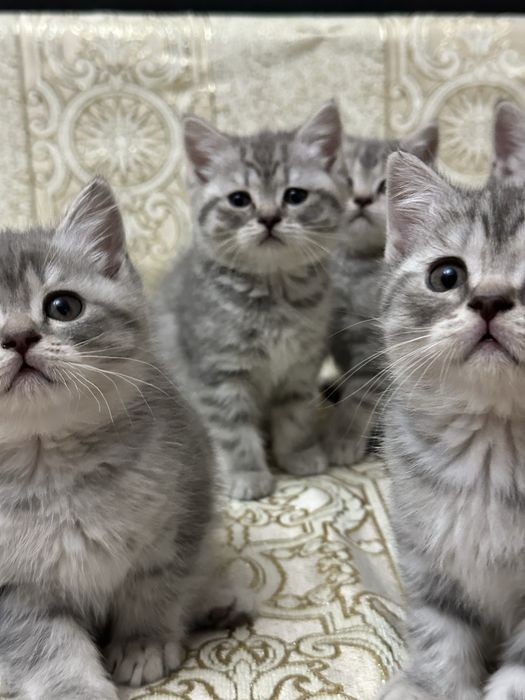 Шотландские котята