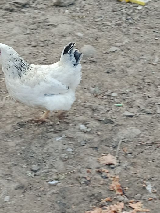 Продам домашний курей