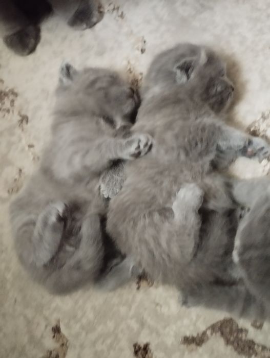 Продаются котята шатланские