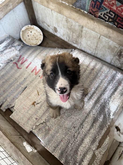 Алабай казакы тобет 1,5 айлык