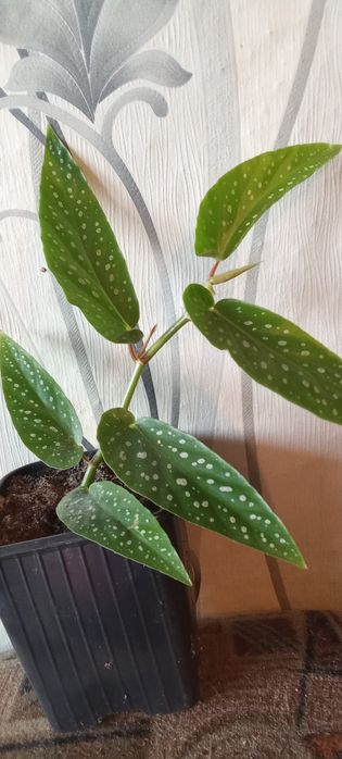 Продам цветы комнатные