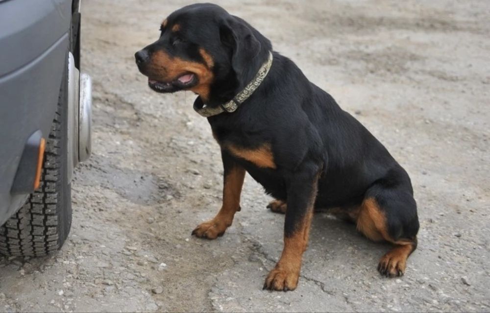 Продам щенков Ротвейлера