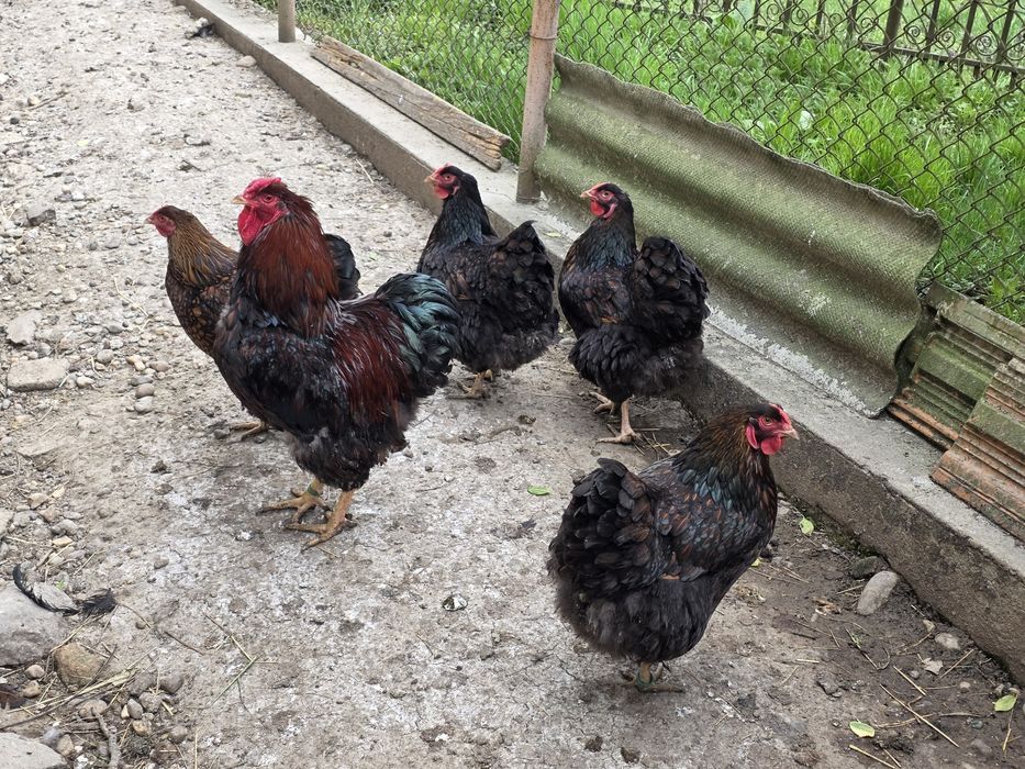 Găini și cocoși de rasă Wyandotte roșu negru