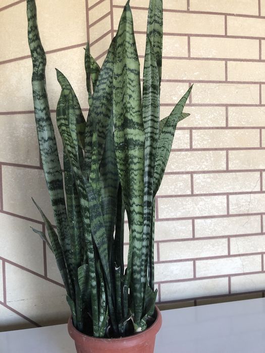 Продам комнатные цветок сансевирия