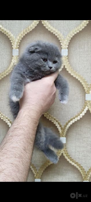 Котенок скоттиш фолд девочка