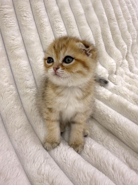 Вислоухий Котенок, британская золотая шиншилла