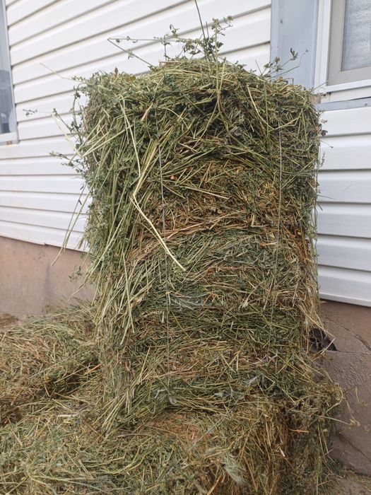 Шөп жоңышқа