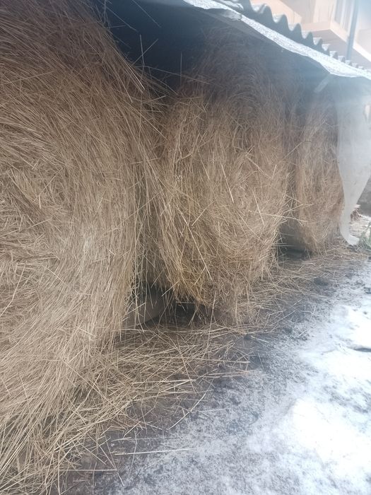 Baloți de fân 2025 de buna calitate nu sunt plouați