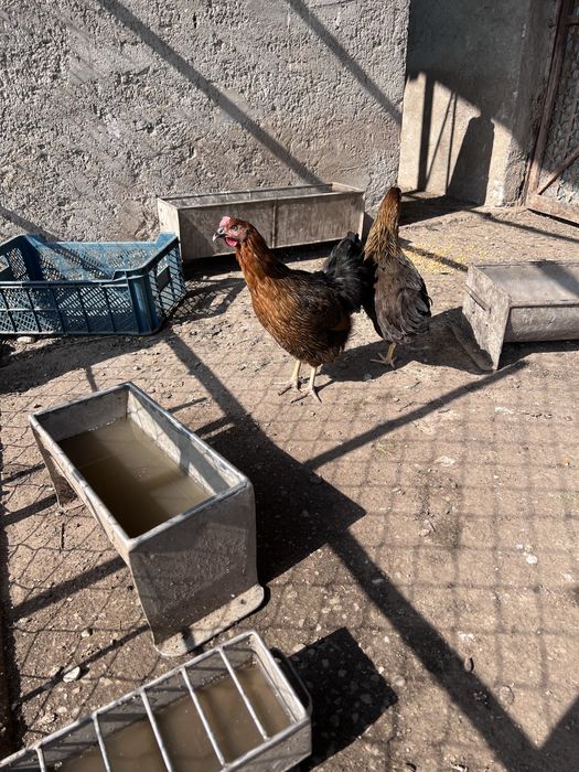 Gaste, gaini, rate, curci