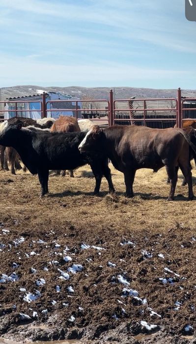 Бык производитель 2.5 года