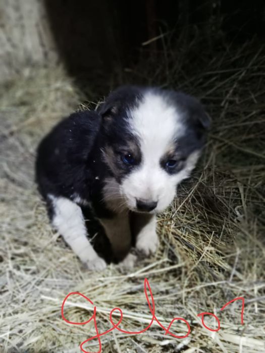 Отдам щенков в хорошие руки