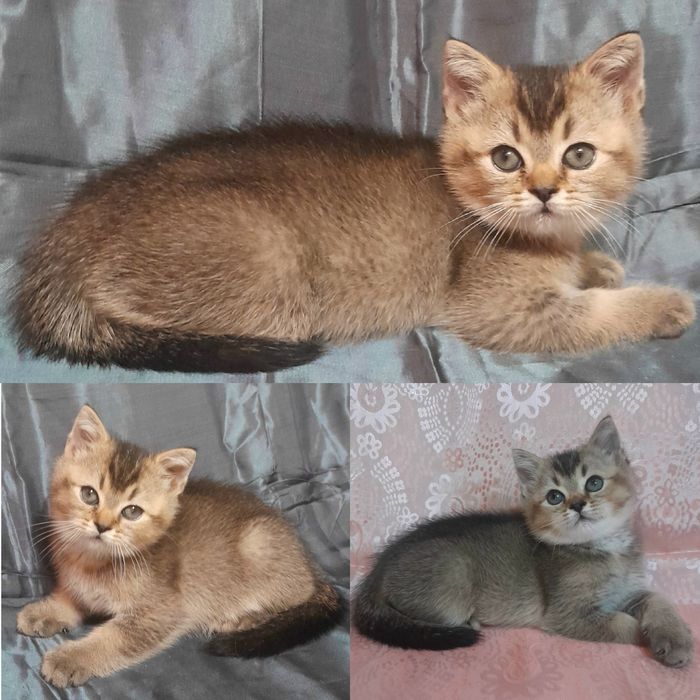 Продаётся 4-х месячный шикарный котёнок шиншилла..