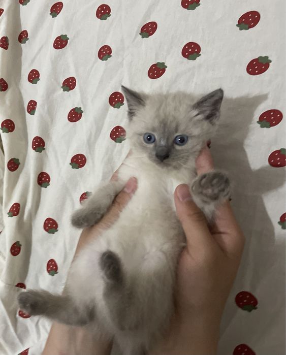Котенок в хорошие руки