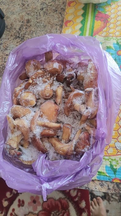 Грибы маслята коровники чистые