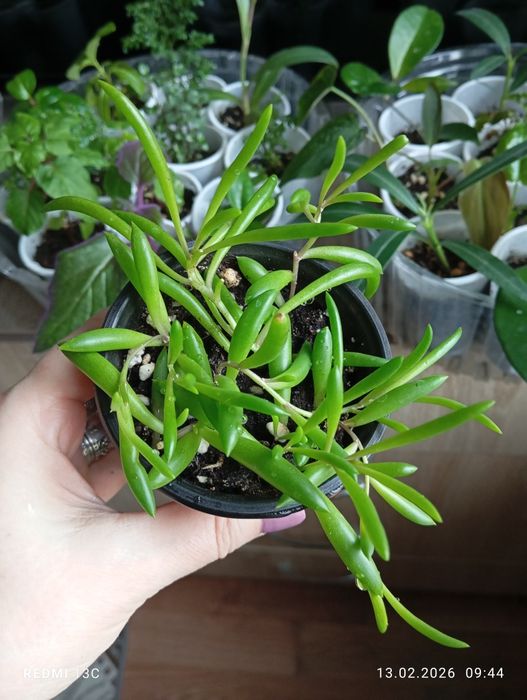 Продам отростки растений укорененые